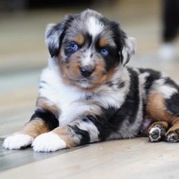Australian Shepherd Puppies from Beaver Dam Mini Aussies