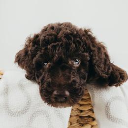 Bernedoodle, Goldendoodle, Poodle, and Shihpoo Puppies from Stormie's Doodles