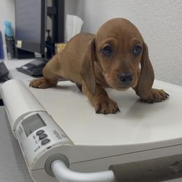 Dachshund Puppies from Pine & Pasture Dachshunds
