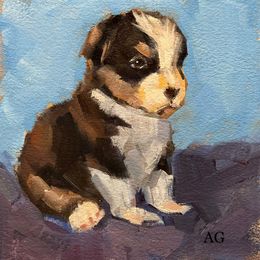 Australian Shepherd and Golden Retriever Puppies from Barking Creek Ranch