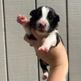 Girl 4 - Black & white female Australian Shepherd puppy in Martville, New York from Jasmin's Australian Shepherds