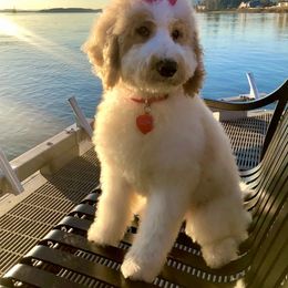 Goldendoodle All Grown Up from Pinkdoodle Tails