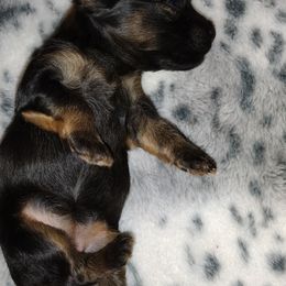 Havanese Puppies from 7th Heaven Havanese of Texas