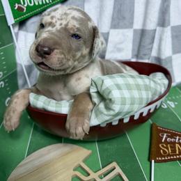 Cypress - Merle male Great Dane puppy in Ardmore, Alabama from Delta Danes