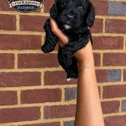 Dakota - Black male Cockapoo puppy in Mobile, Alabama from Ace of Spades Yorkies