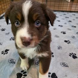 Blaze - Red tri-color male Australian Shepherd puppy in Oak Ridge, Missouri from Myers Farm Aussies