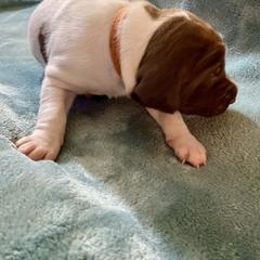 Orange - Liver and white male German Shorthaired Pointer puppy in Aberdeen, Idaho from Idaho GSP