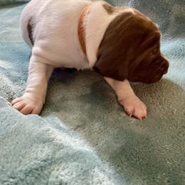 Orange - Liver and white male German Shorthaired Pointer puppy in Aberdeen, Idaho from Idaho GSP