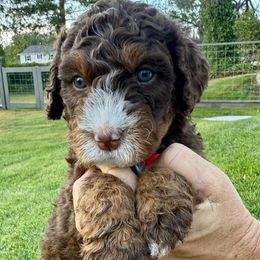 Denali - Tri-color female Bernedoodle puppy in Draper, Utah from Salt City Farm