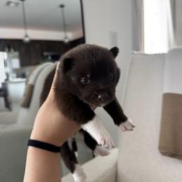 Pomsky Puppies from Velvet Pomskies