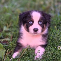 Girl 3 - Black tri-color female Australian Shepherd puppy in Keyser, West Virginia from Heartfelt Hollow Farm