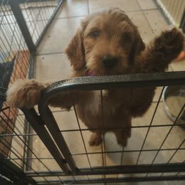 Nessi - Red  Goldendoodle puppy in Hudson, Florida from Can Do It Dogs
