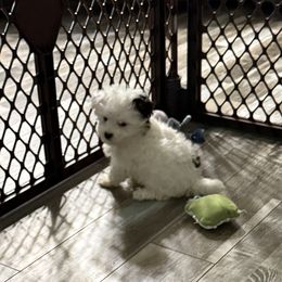 Poppy - Parti female Maltipoo puppy in Wayland, New York from Loris Pampered Pooches💕