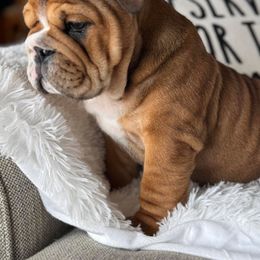 Bulldog and French Bulldog Puppies from Crystals Bulldog Bungalow