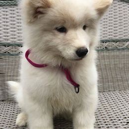 Samoyeds from Chatanika Samoyeds