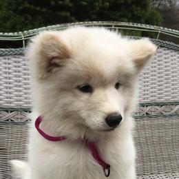 Samoyeds from Chatanika Samoyeds