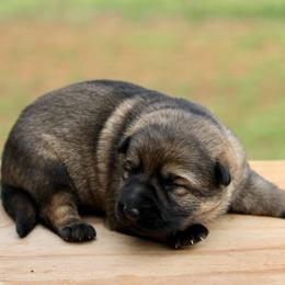 Ora - Sable female German Shepherd puppy in Cumming, Georgia from Cainedelup
