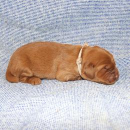 Ursula - Dark golden female Golden Retriever puppy in New Weston, Ohio from Bertke AKC Golden Retrievers and Bernese Mountain Dogs