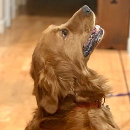 Rubio - Golden Retriever