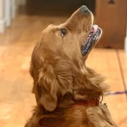 Rubio - Golden Retriever