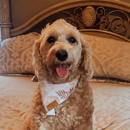 Maple - Goldendoodle