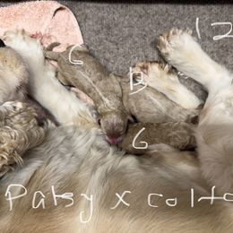 Patsy G2 - Golden female Cockapoo puppy in Haines City, Florida from Camic Cockapoos