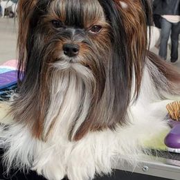 Biewer Terrier All Grown Up from Pure Delight’s