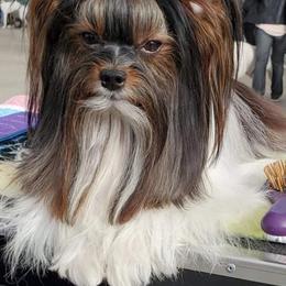 Biewer Terrier All Grown Up from Pure Delight’s