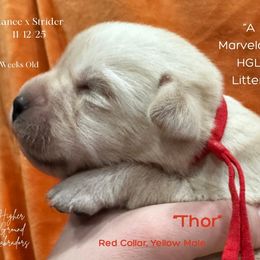 Thor - Red Collar, Yellow Male - 3,500 - Yellow male Labrador Retriever puppy in Eaton Rapids, Michigan from Higher Ground Labradors