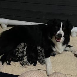 Australian Shepherd puppies from Nicara kennel