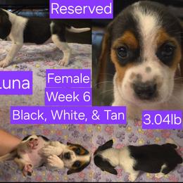 Luna-Purple Female - Black white and tan female Beagle puppy in Bemidji, Minnesota from Nse Farms Beagles
