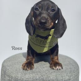 Ross - Black and tan male Dachshund puppy in Royse City, Texas from Truehearted Miniature Dachshunds