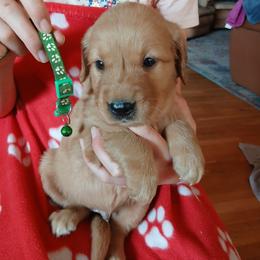 Dark green - Dark golden male Golden Retriever puppy in Lanesboro, Minnesota from Eagle Ridge Golden Retrievers