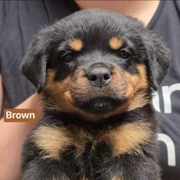 Girl 5 - Black and mahogany female Rottweiler puppy in Hamburg, New York from World Class Rottweilers And French bulldogs