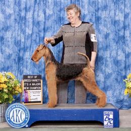 Airedale Terrier puppies from Mystic’s Airedales