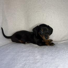 Girl 2 - Black and tan female Dachshund puppy in Stilwell, Oklahoma from Johnson Dachshund’s