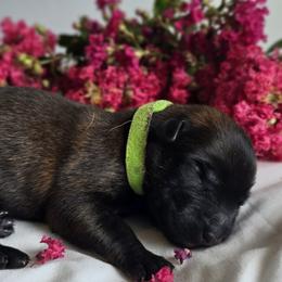 Belgian Malinois Puppies from Rose Kennels