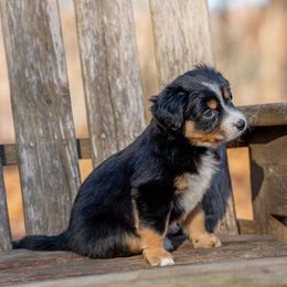 Volcano - Black tri male Miniature Australian Shepherd puppy in Niles, Michigan from Impression Dogs