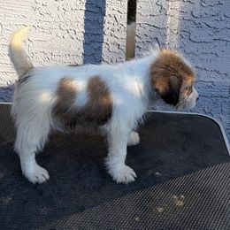 CUTIE PIE - White and tan male Russell Terrier puppy in Hollister, California from Oak Creek Jacks