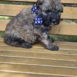 Boy 2 - male Bouvier des Flandres puppy in Marionville, Missouri from Sandbox Puppies
