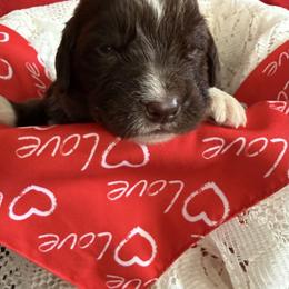 Clyde - White and brown male Newfoundland puppy in Goodhue, Minnesota from Claypits Newfoundlands