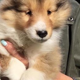 Shetland Sheepdog Puppies from ZZ Shelties