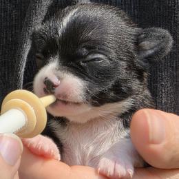 Girl 3 - Black and white female Chihuahua puppy in East Camden, Arkansas from RoyAl