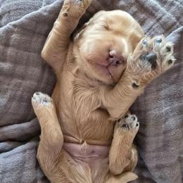 Gucci - Apricot male Goldendoodle puppy in Red Oak, Iowa from Fisher Pups-Stay Golden with a Doodle
