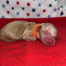 MWM3 cream or red - Cream male Dachshund puppy in Carthage, Texas from Rafter C Ranch Doxies
