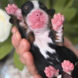 Dolly - Tri-color female Bernese Mountain Dog puppy in Yuciapa, California from AlltheDoodlez_