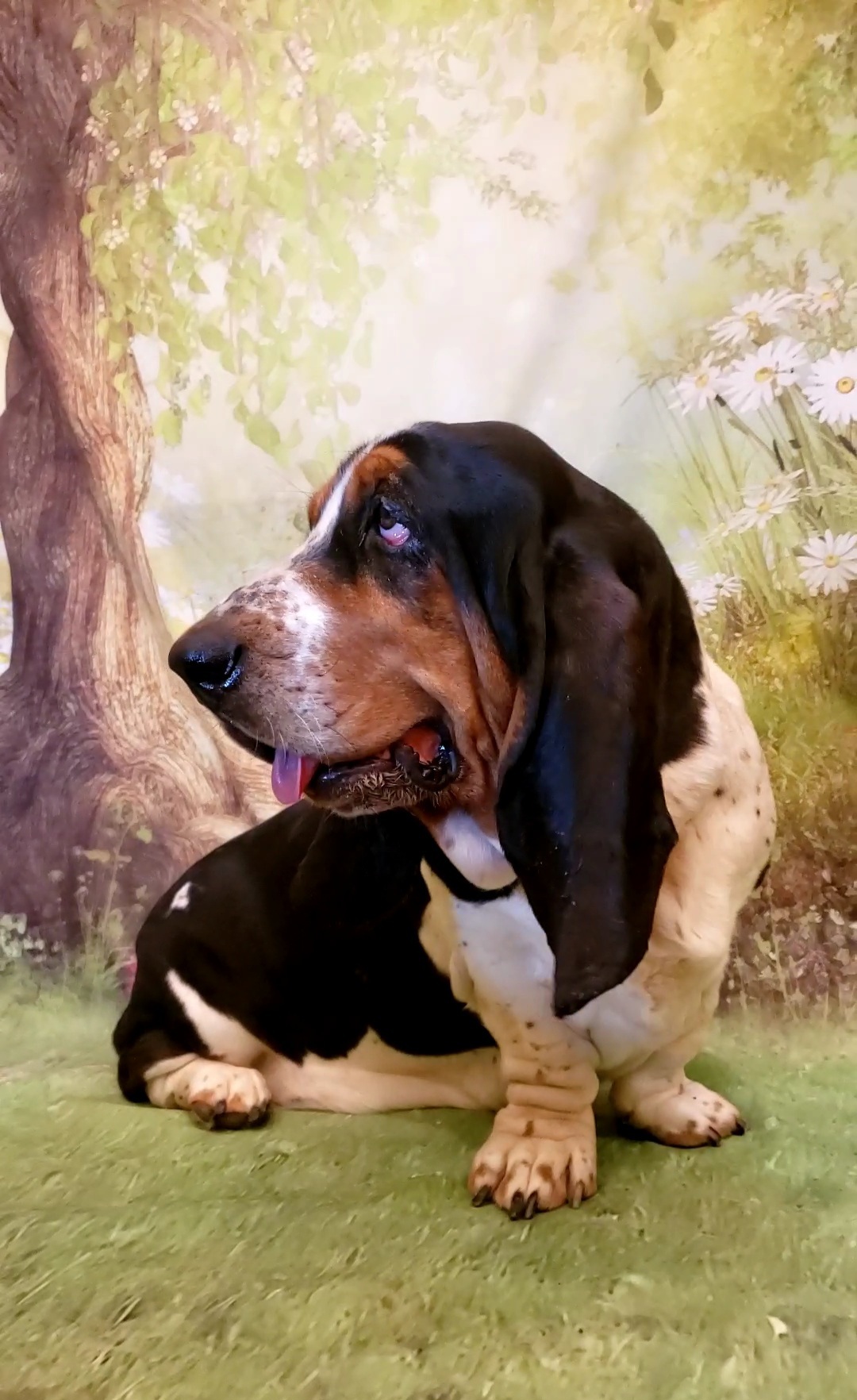 Hennessy - Basset Hound