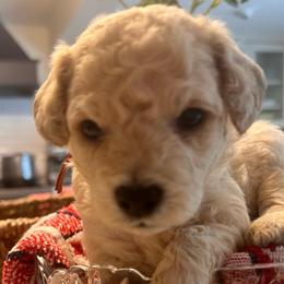 Graham  -  orange - male Cavapoochon puppy in Fairmont, West Virginia from Robin Nelson
