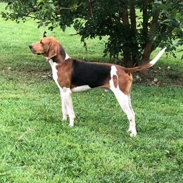 Branch - Treeing Walker Coonhound