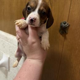 JJ - Piebald male Dachshund puppy in Athens, Texas from County Road Puppies